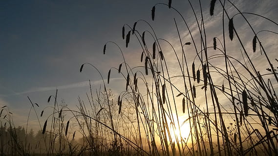 grano, amanecer, natural, marca, Mañana, cielo, belleza en la naturaleza, crecimiento, tranquilidad, planta, nadie, paisajes - naturaleza, escena tranquila, naturaleza, puesta de sol, hierba, silueta, Dom, al aire libre, retroiluminado, escena no urbana, luz del sol, campo, destello de lente, vista de ángulo bajo, hierba timothy, tallo, marram grass, 2K, CC0, dominio público, libre de derechos