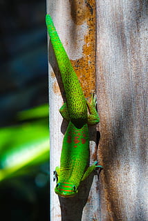 Zielony, skink, brązowy, drewniana deska, fotografia szczegółowa, jaszczurka, dzień, drzewo, światło słoneczne, cień, gekon, tematy zwierzęce, jedno zwierzę, zwierzę, zwierzęta na wolności, zwierzęca przyroda, zielony kolor, gad, kręgowiec, bagażnik samochodowy, pnia drzewa, żadnych ludzi, zbliżenie, Natura, roślina, na dworze, funkcja budowy ścian, efekt teksturowany, skala zwierząt, 4K, CC0, domena publiczna, darmowe zdjęcia