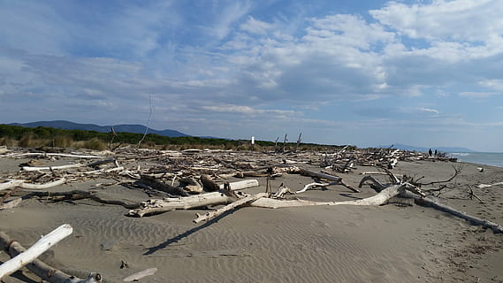 platja, tronc, sorra, hivern, sol, horitzó, mar, cel, núvol - cel, terra, aigua, escenics - natura, naturalesa, dia, bellesa a la natura, tranquil·litat, escena tranquil·la, escena no urbana, cap gent, rock, rock - object, sòlid, a l'aire lliure, fusta flotant, marea baixa, 5K, CC0, domini públic, lliure de regalies