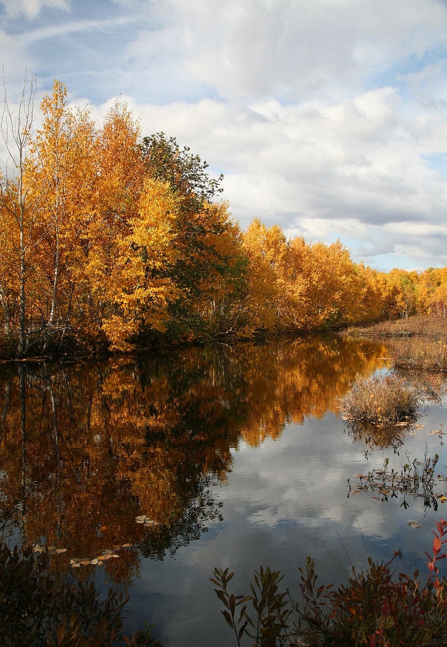 efterår, Skov, sø, afspejling, efterårskov, gyldne efterår, efterårsblade, falde farver, Listopad, himmel, skyer, træ, vand, plante, lave om, skønhed i naturen, sky - himmel, ro, scenics - natur, rolig scene, natur, ingen mennesker, havnefronten, ikke-urbane scene, dag, vækst, udendørs, efterårssamling, 1080P