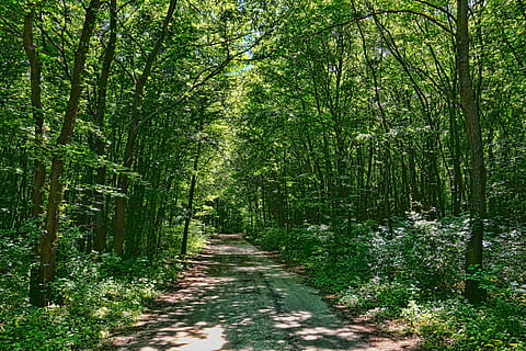 sentiero, alberi, luce del sole, passaggio, foresta decidua, sentiero nel bosco, foresta primaverile, verde, natura, le foglie, legno di faggio, pista, albero, pianta, foresta, la strada davanti, direzione, terra, la tranquillità, crescita, bosco, scena tranquilla, bellezza nella natura, colore verde, scena non urbana, nessuno, giorno, prospettiva decrescente, scenics - natura, fogliame lussureggiante, all'aperto, bambù - pianta, 5K, CC0, dominio pubblico, privo di copyright