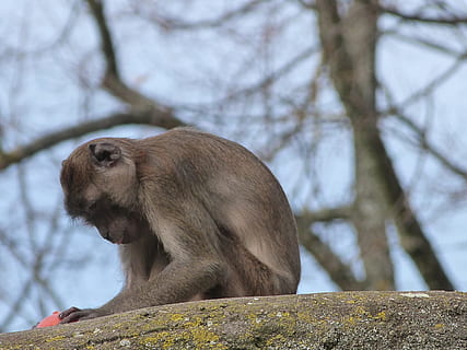 macaque, mico, crabier, fauna animal, un animal, animal, animals a la natura, mamífer, a l'aire lliure, arbre, primat, centrar-se en primer pla, branca, vertebrats, vista d’angle baix, naturalesa, cap gent, assegut, dia, mirant, planta, babuí, 2K, CC0, domini públic, lliure de regalies