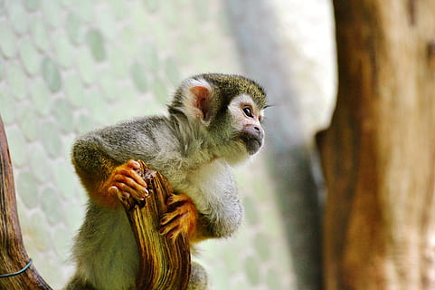 abe, äffchen, Capuchins, capuchin abe, Zoo, tierpark hellabrunn, primat, pattedyr, dyreliv, et dyr, dyr i naturen, hvirveldyr, fokus på forgrunden, leder, kigger væk, dag, træ, bedrift, natur, ingen mennesker, udendørs, sidder, 5K, CC0, offentligt domæne, royaltyfrie
