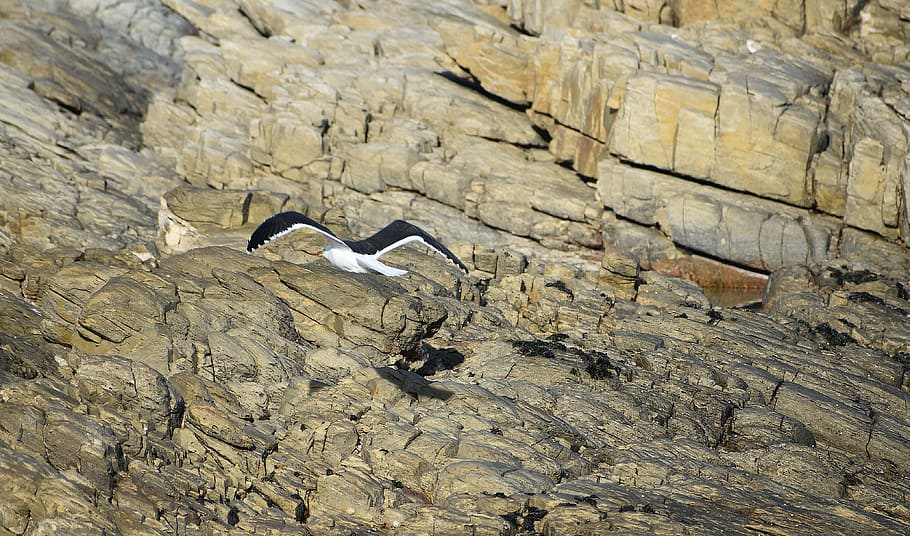 aus marines, gavina, roques, penya-segat, vol, aviària, fauna, fauna animal, vertebrats, animals a la natura, temes d'animals, ocell, animal, cap gent, un animal, naturalesa, sòlid, dia, rock, volant, ales separades, rock - object, vista d’angle alt, a l'aire lliure, pingüí, longitud completa, 4K