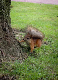 scoiattolo, coda, soffice, noce, curiosità, un animale, animali allo stato selvatico, fauna selvatica, erba, temi animali, tronco d'albero, pianta, mammifero, animale, albero, terra, campo, tronco, vertebrato, natura, nessuno, giorno, roditore, colore verde, crescita, all'aperto, 1080P, CC0, dominio pubblico, privo di copyright