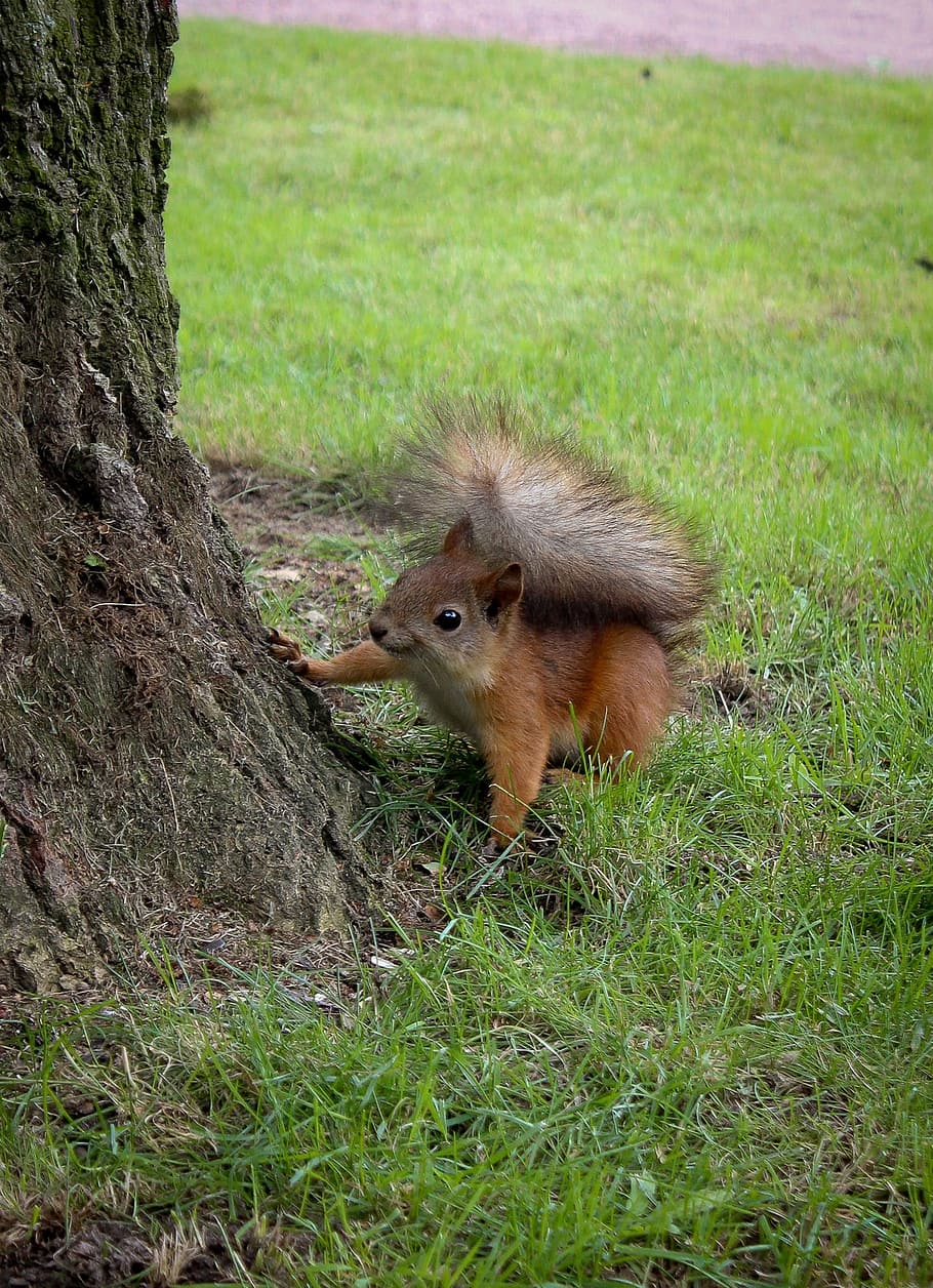 esquirol, cua, esponjós, noguera, curiositat, un animal, animals a la natura, fauna animal, herba, temes d'animals, tronc de l'arbre, planta, mamífer, animal, arbre, terra, camp, tronc, vertebrats, naturalesa, cap gent, dia, rosegador, color verd, creixement, a l'aire lliure, 1080P