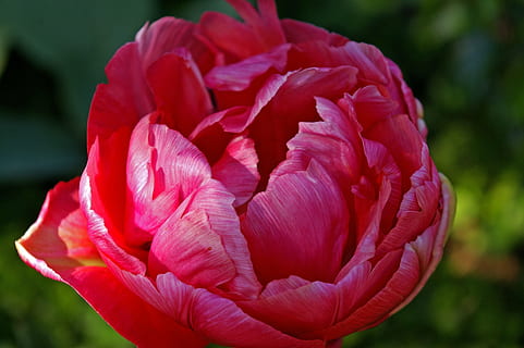 tulipani, rosso, fiore, primavera, natura, fiori, fioritura, fiore primaverile, pianta, fioritura precoce, giardino, petali, giardino floreale, presagio di primavera, fiori doppi, tulipani di rose, flora, botanica, frühlingsanfang, frühlingsblüher, Piena fioritura, risveglio, tulpenbluete, Aperto, bulbo di fiore, letto di fiori, esotico, sbocciato, farbenpracht, luminosa, colore, bellissimo, colorato, colore rosa, petalo, avvicinamento, testa di fiore, bellezza nella natura, freschezza, pianta fiorita, fragilità, vulnerabilità, infiorescenza, concentrarsi sulle conoscenze acquisite, crescita, giorno, all'aperto, nessuno, morbidezza, 2K, CC0, dominio pubblico, privo di copyright