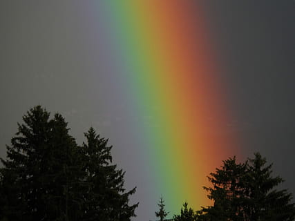 arcobaleno, paesaggio, cielo, arcobaleno, paesaggio, albero, multicolore, silhouette, tempo metereologico, foresta, pianta, bellezza nella natura, scenics - natura, nessuno, la tranquillità, natura, scena tranquilla, crescita, all'aperto, Inquadratura dal basso, idilliaco, fenomeno naturale, tramonto, scena non urbana, cima dell'albero, albero di conifere, luminosità, 4K, CC0, dominio pubblico, privo di copyright