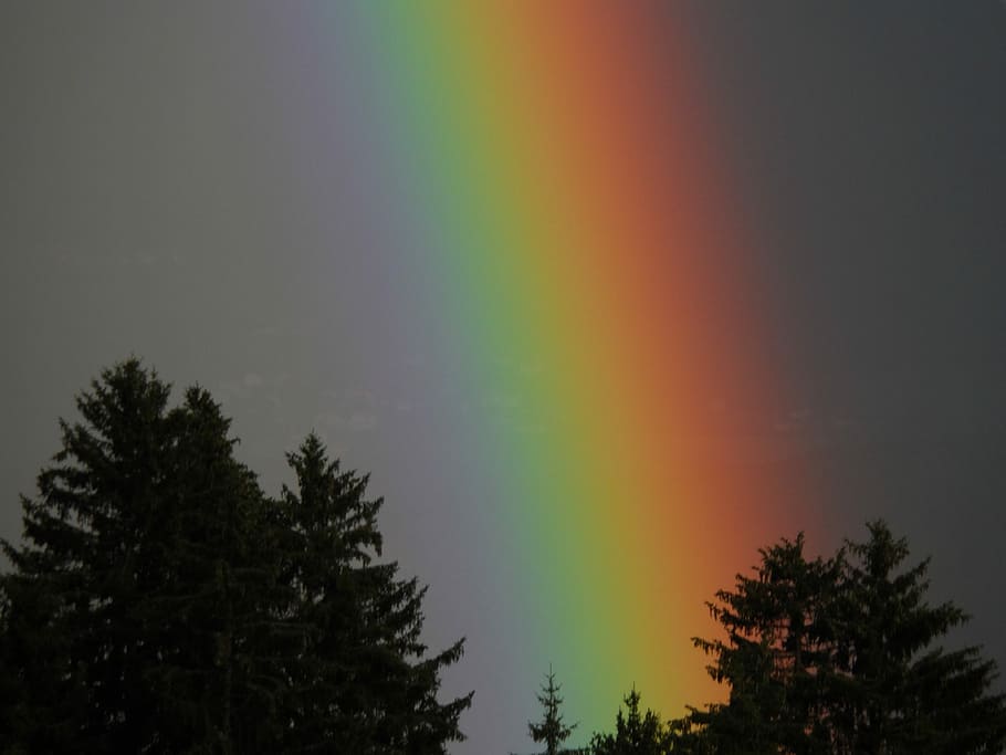 arcobaleno, paesaggio, cielo, arcobaleno, paesaggio, albero, multicolore, silhouette, tempo metereologico, foresta, pianta, bellezza nella natura, scenics - natura, nessuno, la tranquillità, natura, scena tranquilla, crescita, all'aperto, Inquadratura dal basso, idilliaco, fenomeno naturale, tramonto, scena non urbana, cima dell'albero, albero di conifere, luminosità, 4K