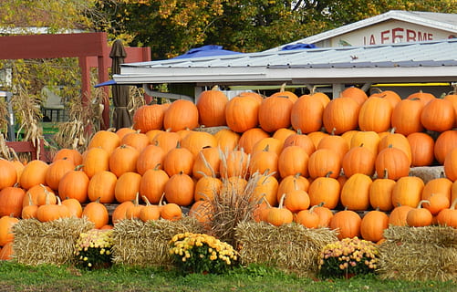 carabasses, pegat, carbassa, tardor, caure, verdures, mercat, estacional, collita, acció de gràcies, Halloween, taronja, menjar i beguda, menjar, color taronja, alimentació saludable, vegetals, dia, abundància, benestar, frescor, gran grup d'objectes, planta, naturalesa, cap gent, Paradeta, a la venda, agricultura, fruita, a l'aire lliure, orgànic, madur, 1080P, CC0, domini públic, lliure de regalies
