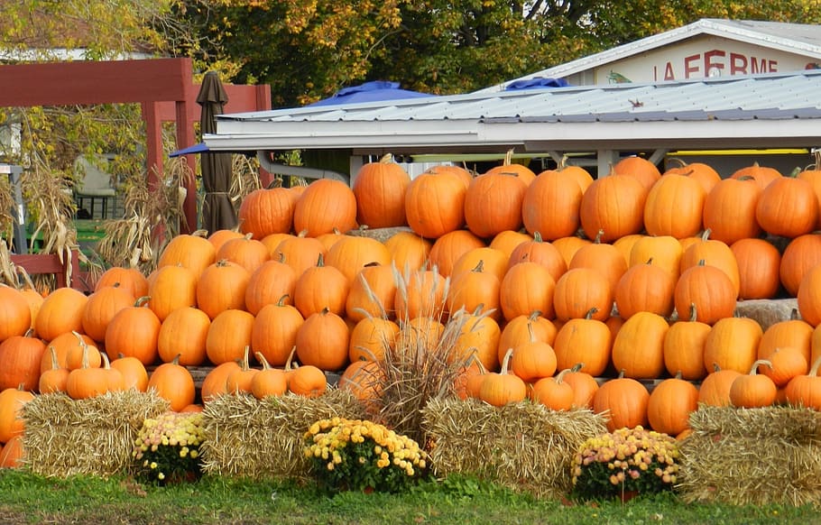 carabasses, pegat, carbassa, tardor, caure, verdures, mercat, estacional, collita, acció de gràcies, Halloween, taronja, menjar i beguda, menjar, color taronja, alimentació saludable, vegetals, dia, abundància, benestar, frescor, gran grup d'objectes, planta, naturalesa, cap gent, Paradeta, a la venda, agricultura, fruita, a l'aire lliure, orgànic, madur, 1080P