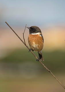 pták, ave, peří, zklamat, stonechat, ptáků, zvířat, křídla, strom, volně žijících živočichů, zvíře, Příroda, zobák, venku, pozorování ptáků, jednoho zvířete, zvířata ve volné přírodě, obratlovců, zaměřit se na popředí, prohlížení, detail, nikdo, den, větvička, rostlina, plná délka, hledá, krása v přírodě, hůl - rostlina část, 4K, CC0, veřejná doména, bez autorských práv