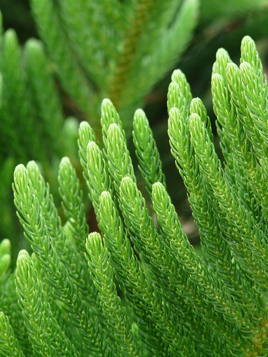 branca, agulles, distintiu, macro, tancar, araucaria heterophylla, pi norfolk, araucaria, família araucaria, araucariaceae, benadelung verd fresc, bígaro, verd, Verd clar, color verd, primer pla, enfocament selectiu, cap gent, creixement, patró, marc complet, fons, planta, full, bellesa a la natura, part de la planta, falguera, naturalesa, dia, frescor, natura morta, patró natural, vulnerabilitat, centrar-se en primer pla, suavitat, 2K