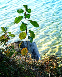 plante, træ, motor, ung, vækst, Direkte, natur, Skov, lev nye, dyrke, naturbeskyttelse, spire, scion, miljø, grøn, frisch, plante del, blad, grøn farve, vand, dag, ingen mennesker, skønhed i naturen, udendørs, fokus på forgrunden, tæt på, græs, jord, ro, sø, sollys, 2K, CC0, offentligt domæne, royaltyfrie