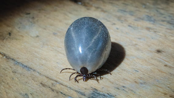 Tick, Insect, Harmful, Animal, Arachnid, nature, animal themes, animals in the wild, one animal, wildlife, close-up, animal wildlife, invertebrate, high angle view, no people, day, black color, wood - material, flooring, outdoors, focus on foreground, beetle, zoology, 4K, CC0, public domain, royalty free