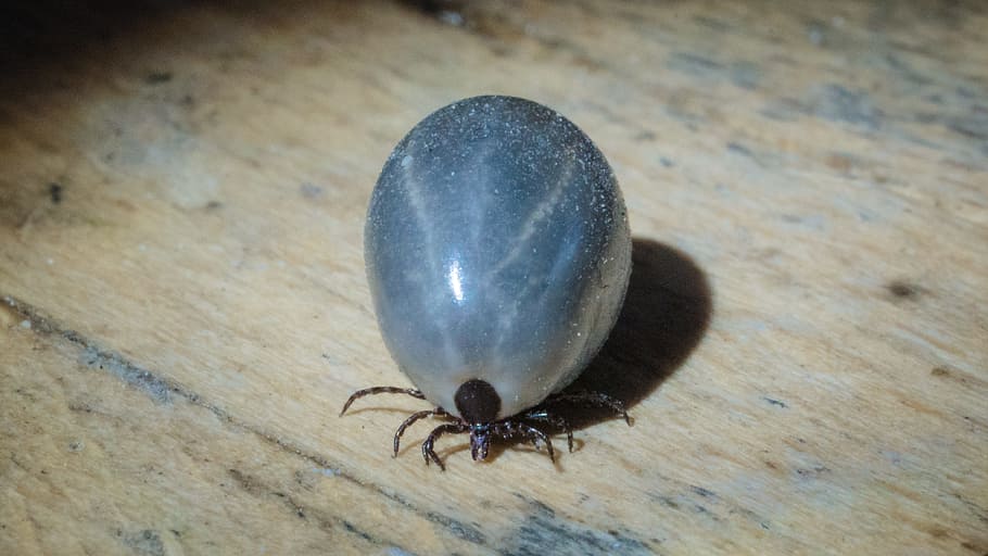 zecca, insetto, dannoso, animale, aracnide, natura, temi animali, animali allo stato selvatico, un animale, avvicinamento, fauna selvatica, invertebrato, vista dall'alto, nessuno, giorno, colore nero, legno - materiale, pavimentazione, all'aperto, concentrarsi sulle conoscenze acquisite, scarafaggio, zoologia, 4K