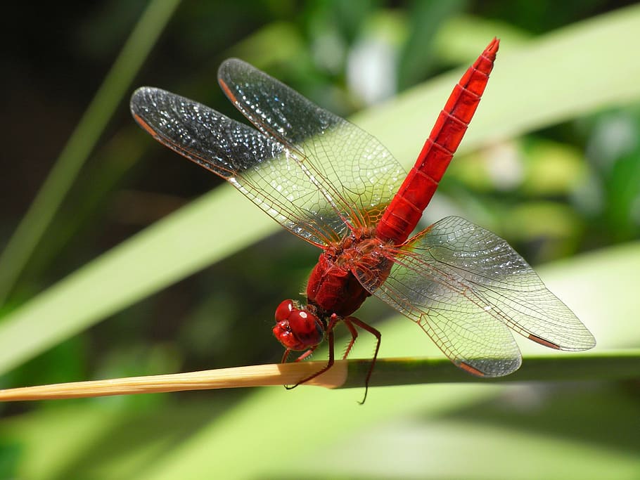 roseate vážka, zelená, listová rostlina, vážka, hmyz, běžný skimmer, Chyba, makro, bělovlasý, orthetrum albistylum, zvířat, jednoho zvířete, zvířata ve volné přírodě, detail, den, venku, zaměřit se na popředí, Příroda, bezobratlý, zvíře, zvířecí křídlo, rostlina, Červené, rostlinné části, list, nikdo, zelená barva, 2K