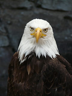Hvidhovedet havørn, raptor, ørn, fiskørn, pygargue, natur, fugl, et dyr, rovfugl, dyreliv, ørn - fugl, dyr kropsdel, dyr i naturen, dyr, dyre temaer, hvirveldyr, fokus på forgrunden, portræt, tæt på, forfra, dag, leder, ingen mennesker, kigger væk, næb, dyr hoved, udendørs, dyr øje, gule øjne, 2K, CC0, offentligt domæne, royaltyfrie