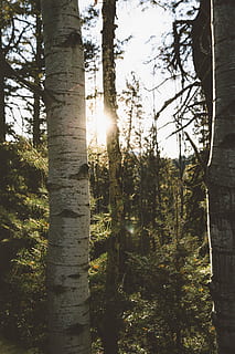 flach, Foto fokussieren, Bäume, tagsüber, Foto, Birken, Wald, Baum, Sonne, Licht, dick, Pflanze, Baumstamm, Kofferraum, Sonnenlicht, Ruhe, Wachstum, Schönheit in der Natur, Land, ruhige Szene, Linseneffekt, Himmel, Natur, Sonnenstrahl, keine Leute, Tag, Szenen - Natur, Nicht-städtische Szene, draußen, Streaming, Sonneneruption, 5K, CC0, gemeinfrei, lizenzfrei