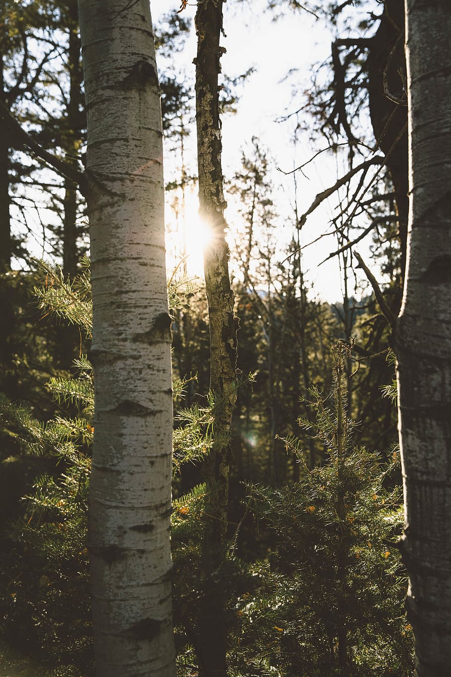 flach, Foto fokussieren, Bäume, tagsüber, Foto, Birken, Wald, Baum, Sonne, Licht, dick, Pflanze, Baumstamm, Kofferraum, Sonnenlicht, Ruhe, Wachstum, Schönheit in der Natur, Land, ruhige Szene, Linseneffekt, Himmel, Natur, Sonnenstrahl, keine Leute, Tag, Szenen - Natur, Nicht-städtische Szene, draußen, Streaming, Sonneneruption, 5K