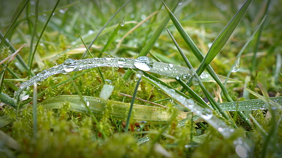 selektiv, fokus fotografie, Wassertau, Blätter, tropfen, Tautropfen, Gras, nass, morgentau, schließen, Morgentautropfen, eilen, Moos, Wassertropfen, Natur, Feuchtigkeit, Perlen, Tröpfchen, Tautropfen Gras, Tau, Grün, Pflanze, grüne Farbe, Nahansicht, ein Tier, Grashalm, Wasser, Wachstum, fallen, selektiver Fokus, Frische, keine Leute, Schönheit in der Natur, Feld, Land, Zerbrechlichkeit, Tag, draußen, Frühling, Regen, Reinheit, Regentropfen, 4K, CC0, gemeinfrei, lizenzfrei