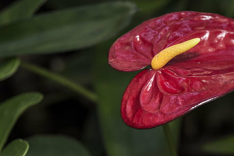 flor, rojo, realce, macro, naturaleza, planta, hoja, de cerca, frescura, planta floreciendo, belleza en la naturaleza, pétalo, crecimiento, fragilidad, vulnerabilidad, inflorescencia, cabeza de flor, centrarse en primer plano, nadie, parte de la planta, amarillo, al aire libre, 4K, CC0, dominio público, libre de derechos