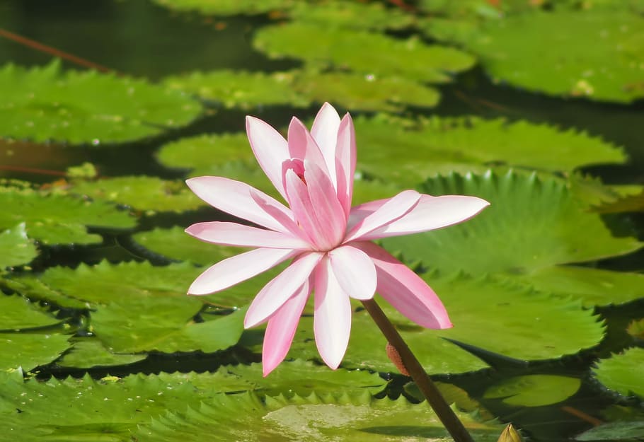 piscina, naturalesa, flora, full, flor, a l'aire lliure, medi ambient, lotus, bonic, lliri, tropical, parc, florint, floral, planta amb flors, planta, vulnerabilitat, fragilitat, pètal, bellesa a la natura, nenúfar, frescor, llac, color rosa, inflorescència, creixement, aigua, cap de flor, primer pla, cap gent, nenúfar de lotus, flotant a l'aigua, porpra, primavera, 4K
