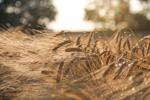Bokeh Fotografie, whart, Gerste, Sommer-, Feld, Brot, Kornfeld, Ernte, Samen, biologisch, Müsli, Korn, Acker-, Pflanze, Natur, Wachstum, selektiver Fokus, Land, keine Leute, Landwirtschaft, Nahansicht, Getreidepflanze, Tag, Weizen, Ruhe, ländliche Szene, Landschaft, Schönheit in der Natur, draußen, Sonnenlicht, Bauernhof, Stiel, 5K, CC0, gemeinfrei, lizenzfrei