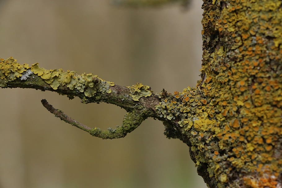 natura, macro, albero, ramo, flora, campagna, alberi, collina, piemonte, Italia, giardino, parco, foresta, struttura, giallo, verde, arancia, funghi, foto, rami, piante, pianta, concentrarsi sulle conoscenze acquisite, nessuno, avvicinamento, giorno, tronco d'albero, crescita, tronco, lichene, muschio, all'aperto, la tranquillità, messa a fuoco selettiva, acqua, strutturato, modificare, bellezza nella natura, 2K