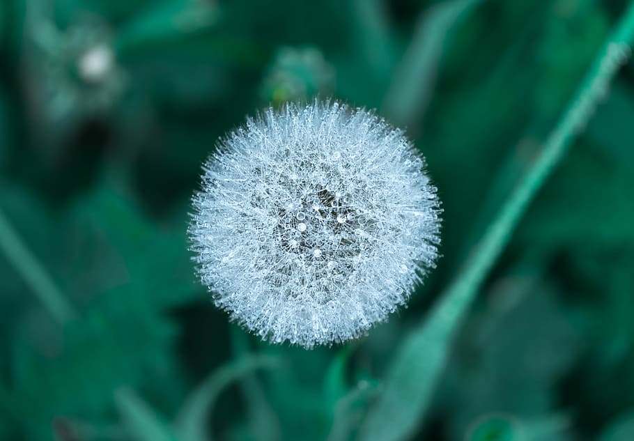 selektiv, fokus fotografie, Löwenzahnuhr, Nahansicht, Foto, Löwenzahn, Makro, Tau, Blume, Pflanze, Grün, Gras, Blatt, floof, kalt, Puffball, weiße Blume, Weiß, russium, Natur, blühende Pflanze, Frische, Wachstum, Schönheit in der Natur, Zerbrechlichkeit, Verletzlichkeit, Fokus auf den Vordergrund, keine Leute, Tag, Blütenkopf, weiße Farbe, Blütenstand, selektiver Fokus, Botanik, Weichheit, Löwenzahnsamen, 4K
