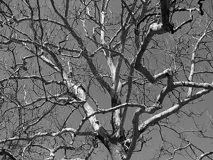 arbre, mort, nodrit, membres, branques, hivern, arbre nu, branca, planta, cap gent, naturalesa, tranquil·litat, bellesa a la natura, dia, vista d’angle baix, cel, a l'aire lliure, vertebrats, cel clar, escenics - natura, animals a la natura, ocell, tronc, planta morta, 2K, CC0, domini públic, lliure de regalies
