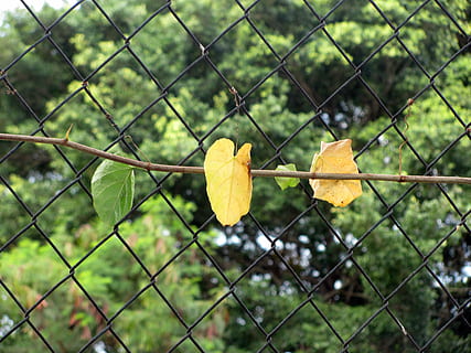 creeper, blader, Nett, metalltråd, hage, anlegg, flora, planter, natur, gjerde, barriere, grense, beskyttelse, fokusere på forgrunnen, sikkerhet, kjettinggjerde, metall, ingen folk, blad, plante del, gul, dag, nærbilde, utendørs, endring, følelse, hjerteform, 2K, CC0, offentlig domene, opphavsrett gratis