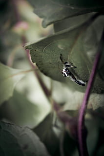 makro skud, sort, hoppe, edderkop, bladfotografering, insekt, blad, plante, tæt på, et dyr, dyre temaer, plante del, ingen mennesker, dyr, dyreliv, dyr i naturen, selektiv fokusering, hvirvelløse, natur, vækst, skønhed i naturen, dag, skrøbelighed, blomst, sårbarhed, udendørs, 4K, CC0, offentligt domæne, royaltyfrie