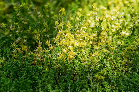 pianta verde foglia, pepe tagliente, sedum acro, scalogno tagliente, pane di uccelli, verruca a base di erbe, pianta velenosa, pianta medicinale, fiori, fioritura, stella, giallo dorato brillante, pianta, botanica, colore verde, crescita, bellezza nella natura, natura, fotogramma intero, cibo e bevande, nessuno, cibo, sfondi, campo, erba, messa a fuoco selettiva, all'aperto, terra, giorno, freschezza, parte vegetale, avvicinamento, foglia, 4K, CC0, dominio pubblico, privo di copyright