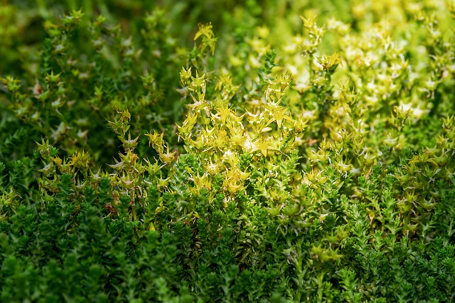 planta de fulla verda, pebre fort, sedum acre, garrot picant, pa d'aus, berruga a base de plantes, planta verinosa, planta medicinal, flors, florir, estrella, groc daurat brillant, planta, botànica, color verd, creixement, bellesa a la natura, naturalesa, marc complet, menjar i beguda, cap gent, menjar, fons, camp, herba, enfocament selectiu, a l'aire lliure, terra, dia, frescor, part de la planta, primer pla, full, 4K
