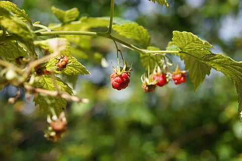 hindbær, plante, rød, bær, sommer, rød, bær, frugt, høst, moden, sød, natur, bærfrugt, blad, grøn farve, tæt på, afdeling, friskhed, mad, sæson, Busk, ingen mennesker, træ, mad og drikke, sund kost, vækst, plante del, dag, velvære, skønhed i naturen, fokus på forgrunden, udendørs, rønnebær, 4K, CC0, offentligt domæne, royaltyfrie