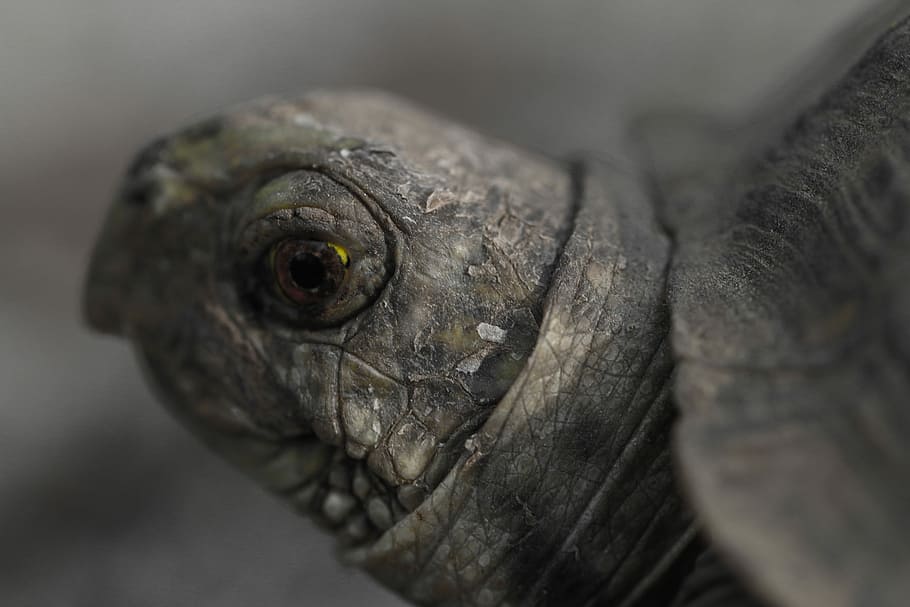 superficiale, fotografia a fuoco, grigio, tartaruga, avvicinamento, fotografia, ritratto, viso, conchiglia, animale, temi animali, un animale, fauna selvatica, parte del corpo animale, animali allo stato selvatico, vertebrato, rettile, nessuno, testa di animale, iguana, occhio, giorno, all'aperto, natura, occhio animale, lucertola, scala animale, 5K