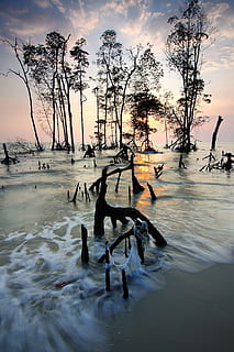 morze, świt, krajobraz, Natura, plaża, chmury, ocean, na dworze, odbicie, piasek, pejzaż morski, pobrzeże, sylwetka, niebo, słońce, światło słoneczne, zachód słońca, drzewa, zmierzch, woda, fale, grupa zwierząt, drzewo, zwierzęta na wolności, tematy zwierzęce, kręgowiec, zwierzęca przyroda, ptak, zwierzę, piękno natury, żadnych ludzi, duża grupa zwierząt, chmura - niebo, roślina, jezioro, stado ptaków, 2K, CC0, domena publiczna, darmowe zdjęcia