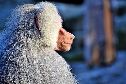 babuí, mico, primat, criatura, gris, animal, naturalesa, zoo, tiergarten, fotografia de fauna salvatge, escalar, tierpark hellabrunn, mamífer, un animal, primer pla, animals a la natura, dia, fauna animal, vista lateral, mirant, centrar-se en primer pla, vertebrats, pèl d’animals, gent, a l'aire lliure, cabell, vista del perfil, contemplació, cabell blanc, 5K, CC0, domini públic, lliure de regalies