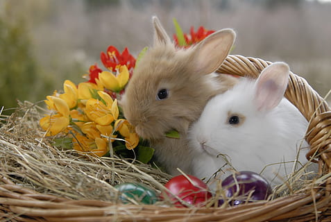 tancar, vista, dos, marró, blanc, conills, conill, Pasqua, cistella, animal, temes d'animals, mamífer, planta amb flors, mascotes, flor, conill - animal, planta, nacional, vertebrats, animals domèstics, primer pla, grup d’animals, rosegador, fauna animal, cap gent, naturalesa, 2K, CC0, domini públic, lliure de regalies