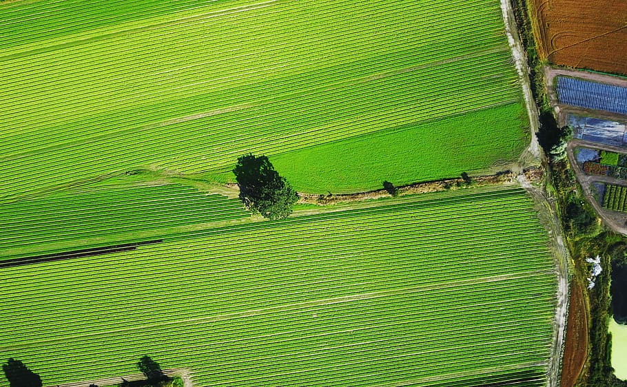 ptačí pohled, travnaté hřiště, letecký, Pohled, zelená, letecký pohled, tráva, pole, strom, silnice, plot, živý plot, řádky, vzor, DRONY zobrazení, zemědělství, zelená barva, nikdo, den, Příroda, rostlina, stavba, architektura, exteriér budovy, krása v přírodě, vysoký úhel pohledu, venku, růst, zvíře, přistát, zvířat, budova, krajina, venkovské scény, 2K