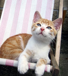 oranje, gestreept, zittend, wit, roze, ligstoel, katje, kat, kater, kuiken, huiskat, huisdieren, één dier, dierlijke thema's, huiselijk, zoogdier, dier, katachtig, gewerveld, portret, kijkend naar de camera, geen mensen, ontspanning, snorhaar, op zoek, detailopname, rode kat, 1080P, CC0, publiek domein, royaltyvrij