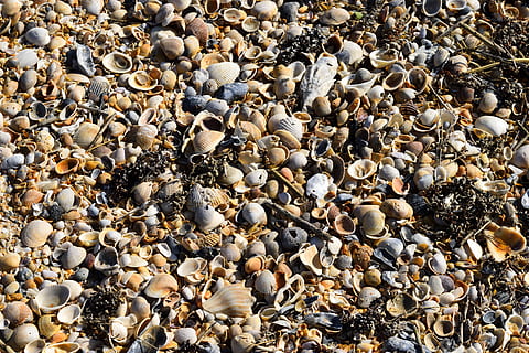 petxines de platja, fons, teló de fons, patró, formes, colors, col·leccionista, pasatemps, shell, petxina de mar, marí, Moluscos, carbonat, organisme, invertebrat, vieires, naturalesa, bressols, cloïsses, cargol, blanc, ecologia, Conchologia, mollusca, colorit, oceà, aigua, platja, còdols, mar, abundància, gran grup d'objectes, marc complet, vista d’angle alt, sòlid, rock, pedra - objecte, terra, dia, pedra, cap gent, a l'aire lliure, llum solar, rock - object, 5K, CC0, domini públic, lliure de regalies
