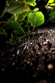 boom, bladeren, macro, schaduw, humeurig, kalmte, nikon, moesson, schors, groen, blad, vuil, natuur, groei, landbouw, fabriek, groene kleur, groente, versheid, biologisch, voedsel, tuinieren, detailopname, deel van de plant, selectieve aandacht, geen mensen, dag, buitenshuis, hout - materiaal, schoonheid in de natuur, eten en drinken, veld-, welzijn, kiemplant, kwetsbaarheid, oppervlakteniveau, 5K, CC0, publiek domein, royaltyvrij