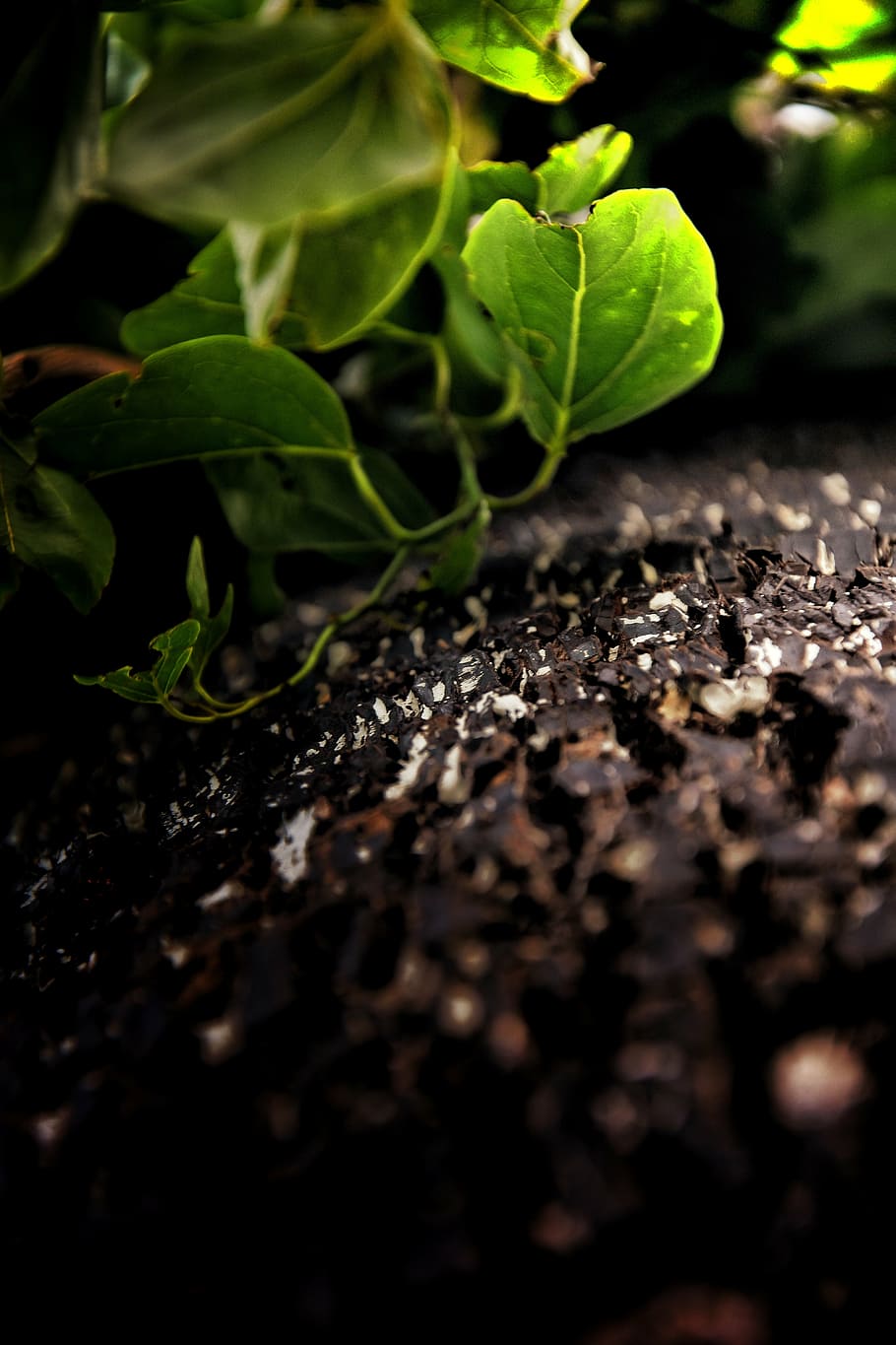 Baum, Blätter, Makro, Schatten, launisch, Ruhe, Nikon, Monsun, Borke, Grün, Blatt, Schmutz, Natur, Wachstum, Landwirtschaft, Pflanze, grüne Farbe, Gemüse, Frische, organisch, Lebensmittel, Gartenarbeit, Nahansicht, Pflanzenteil, selektiver Fokus, keine Leute, Tag, draußen, Holz - Material, Schönheit in der Natur, Essen und Trinken, Feld, Wohlbefinden, Sämling, Verletzlichkeit, Oberflächenniveau, 5K