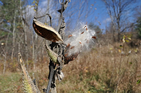milkweed, rostlin, podzim, rostlina, zaměřit se na popředí, Příroda, den, nikdo, detail, růst, křehkost, zranitelnost, přistát, venku, strom, krása v přírodě, květ, stonek rostliny, klid, kvetoucí rostlina, zvířata ve volné přírodě, suchý, slunečního světla, měkkost, mrtvá rostlina, 4K, CC0, veřejná doména, bez autorských práv