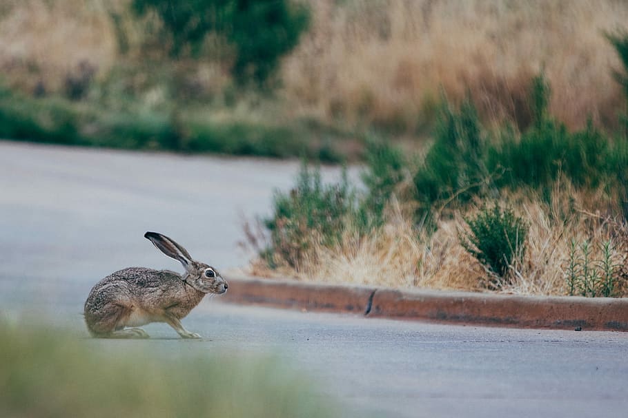 carrer de creuament de conill, marró, llebre, carretera asfaltada, conill, Jackrabbit, animal, un animal, fauna animal, mamífer, animals a la natura, naturalesa, cap gent, vertebrats, planta, herba, vista lateral, centrar-se en primer pla, a l'aire lliure, conill - animal, dia, enfocament selectiu, longitud completa, carretera, 4K