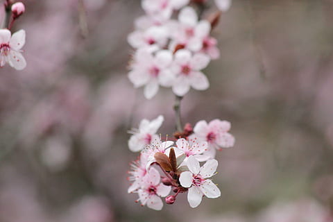 ciliegia, fiorire, fioritura, albero, rosso, fiore di ciliegio, fiore bianco, natura, bianca, giardino, ramo, immaturo, rosa, estate, pianta fiorita, fiore, freschezza, pianta, fragilità, bellezza nella natura, colore rosa, vulnerabilità, primavera, avvicinamento, giorno, crescita, testa di fiore, concentrarsi sulle conoscenze acquisite, nessuno, all'aperto, ciliegio, polline, morbidezza, composizione floreale, un mazzo di fiori, mazzo, 2K, CC0, dominio pubblico, privo di copyright