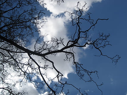 branques, nua, ben format, arxivar, circells, arribar, Stark, gravat, cel, núvols blancs blaus, arbre, vista d’angle baix, branca, núvol - cel, planta, bellesa a la natura, arbre nu, silueta, naturalesa, tranquil·litat, cap gent, a l'aire lliure, dia, escenics - natura, blau, escena tranquil·la, llum solar, idíl·lic, creixement, copa de l'arbre, 1080P, CC0, domini públic, lliure de regalies