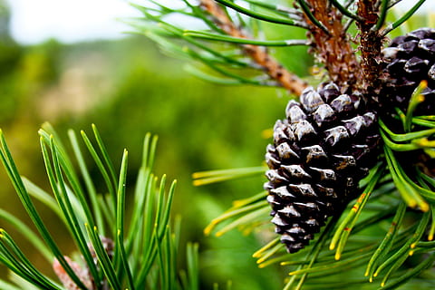 pine, cone, green, tree, plant, blur, nature, close-up, pine cone, no people, growth, day, leaf, pine tree, food and drink, food, green color, outdoors, fruit, plant part, coniferous tree, pineapple, tropical fruit, focus on foreground, needle - plant part, palm leaf, ripe, 4K, CC0, public domain, royalty free